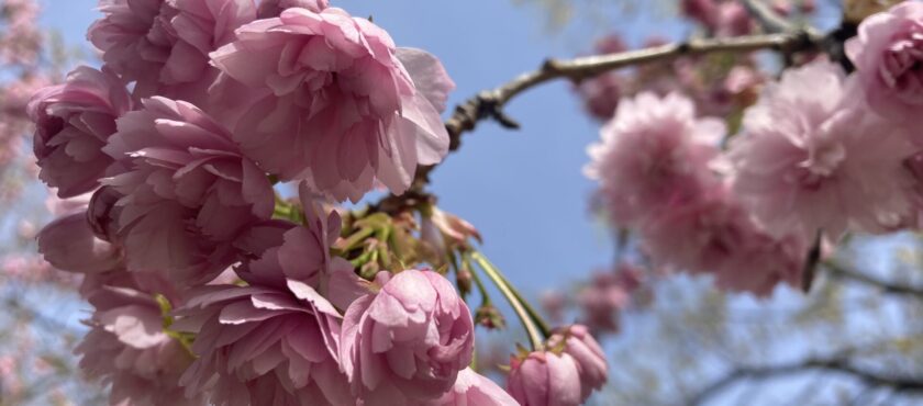 Osterferien in Berlin – unsere Tipps für Frühlingsausflüge